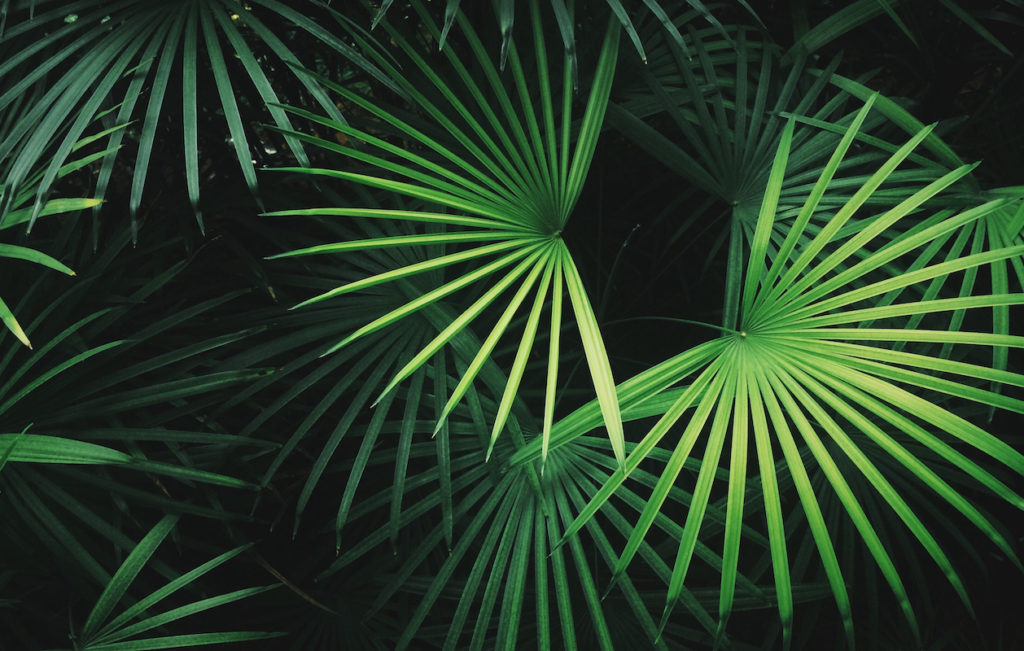 Close-Up Of Palm Leaf