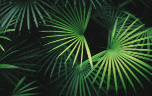 Close-Up Of Palm Leaf