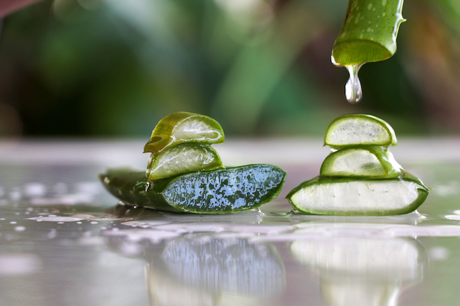 Cut aloe balancing on itself to represent work-life balances while studying Ayurveda