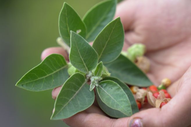 Ayurvedic Practitioner Program (AP)