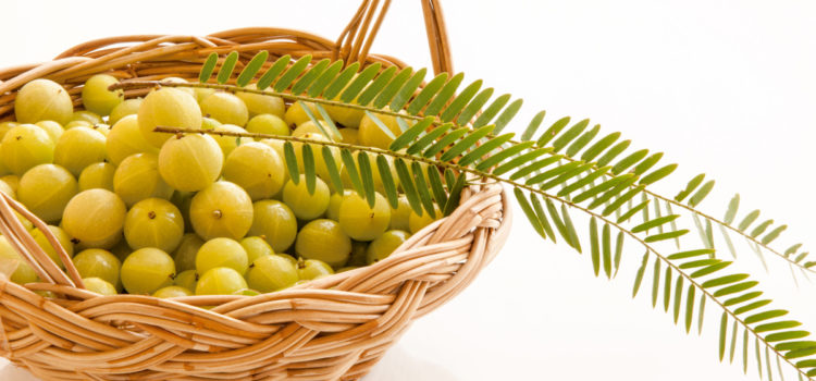Amalaki – the ultimate healer