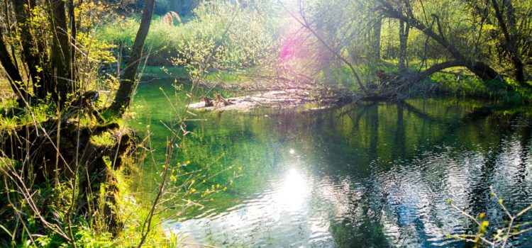 Free Webinar: The Ayurvedic Approach to Spring Cleansing