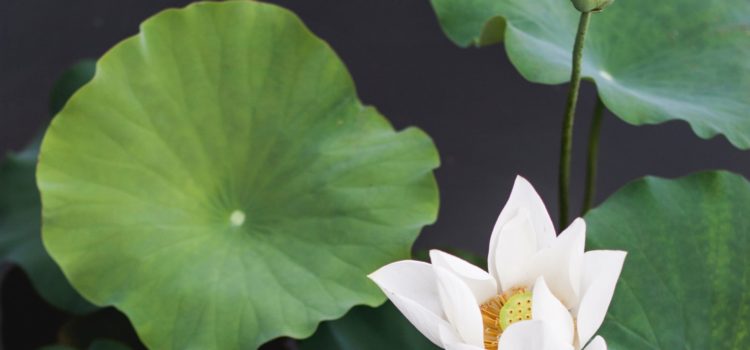 Updates on COVID-19 precautions at our center Updates on COVID-19 precautions at our center