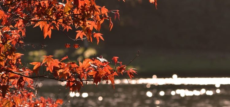 Free Webinar: The Ayurvedic Approach to Fall Cleansing & Rejuvenation