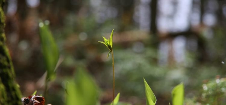 Free Webinar: The Ayurvedic Approach to Spring Cleansing