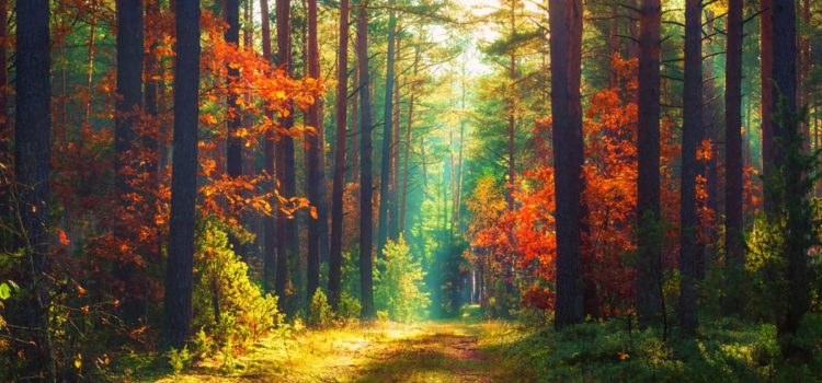 Free Webinar: The Ayurvedic Approach to Fall Cleansing & Rejuvenation Free Webinar: The Ayurvedic Approach to Fall Cleansing & Rejuvenation