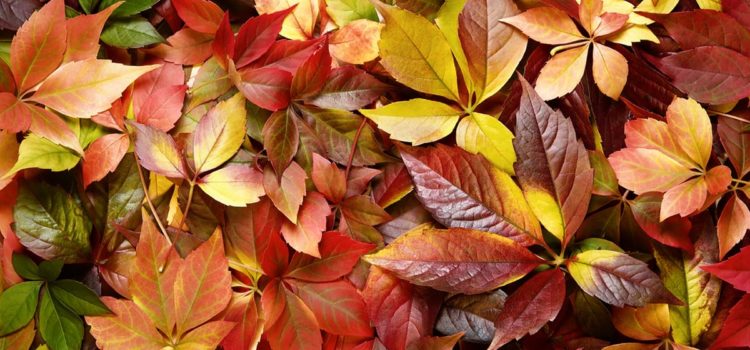 Ayurvedic tips for transitioning from summer to fall