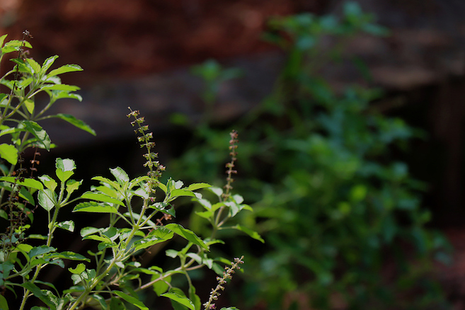 Holy basil used in Ayurveda to promote life balance